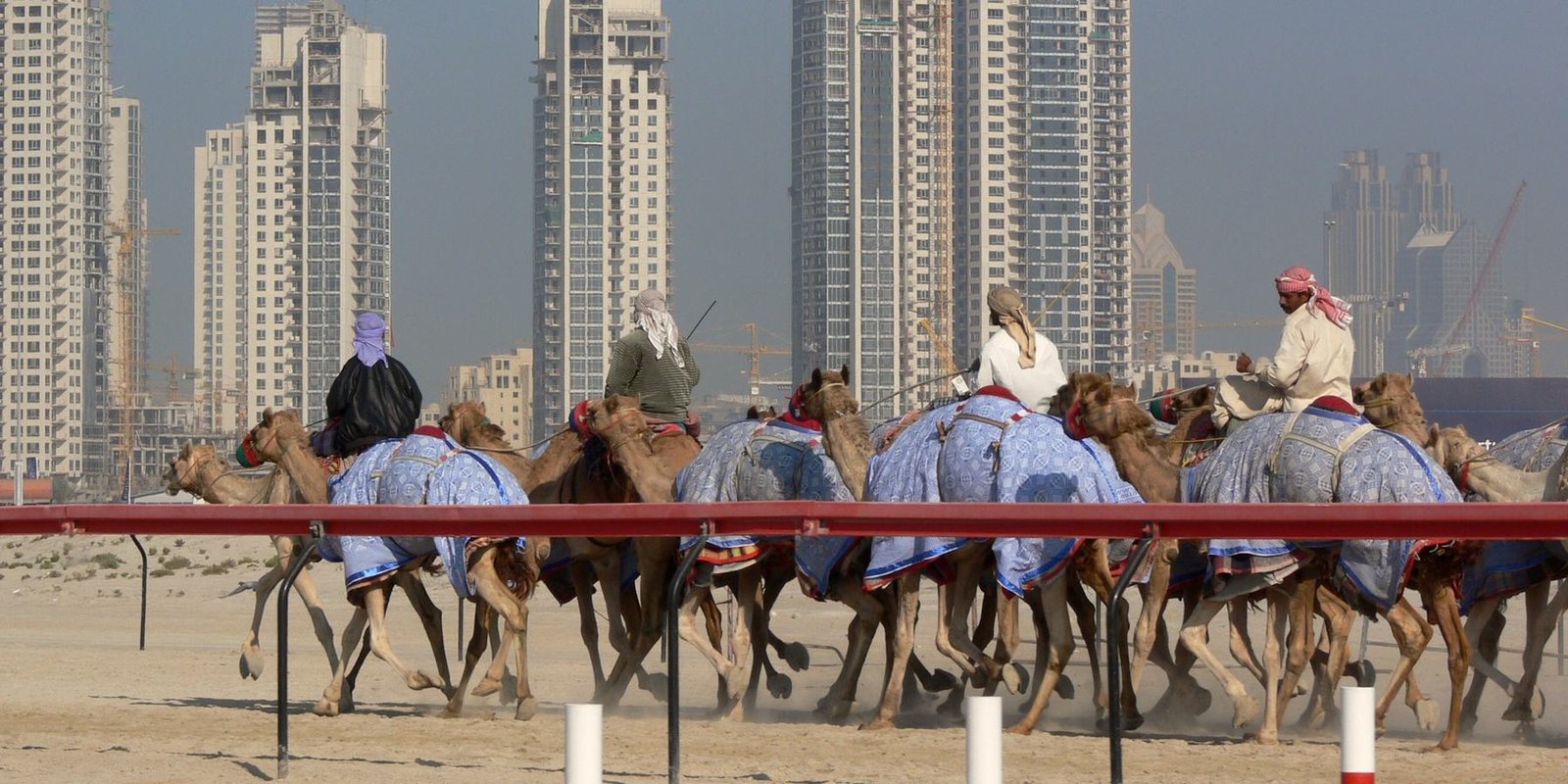 Camels racing in the desert